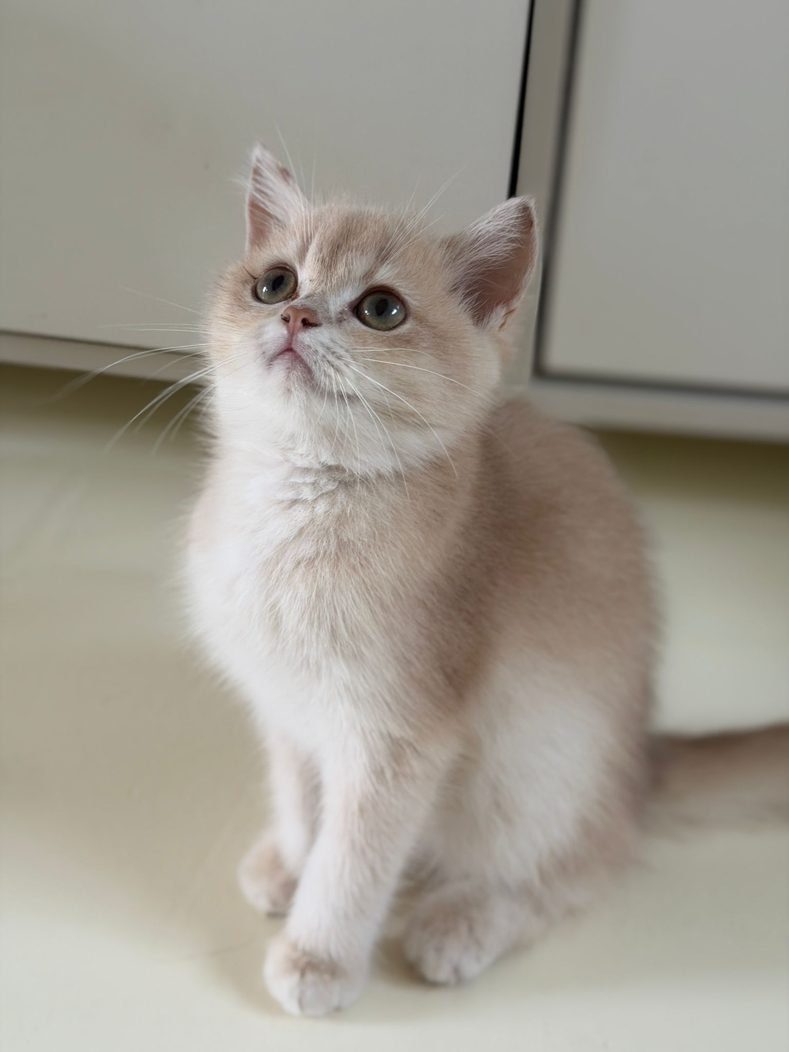 British shorthair