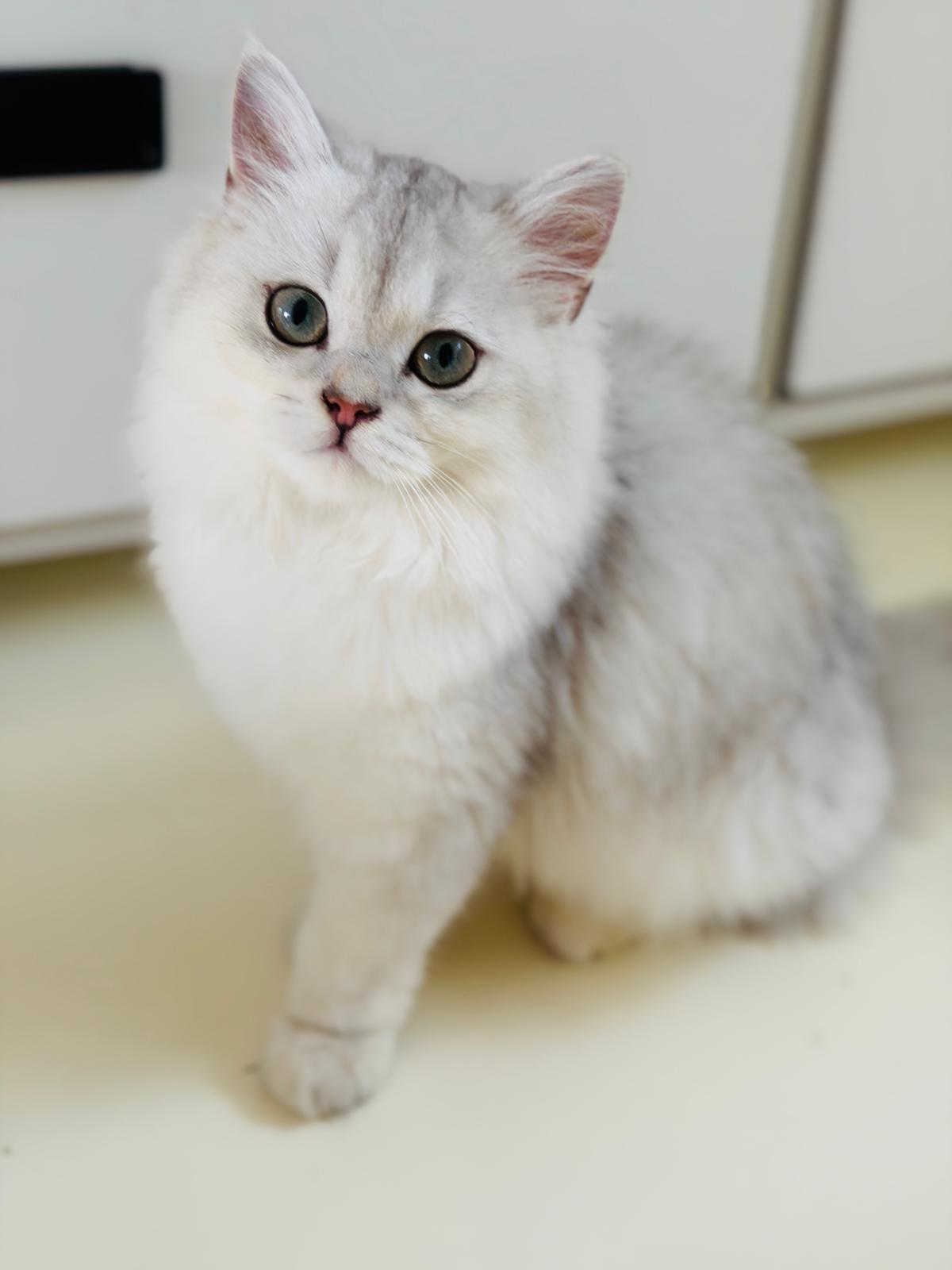 sgmeow.com