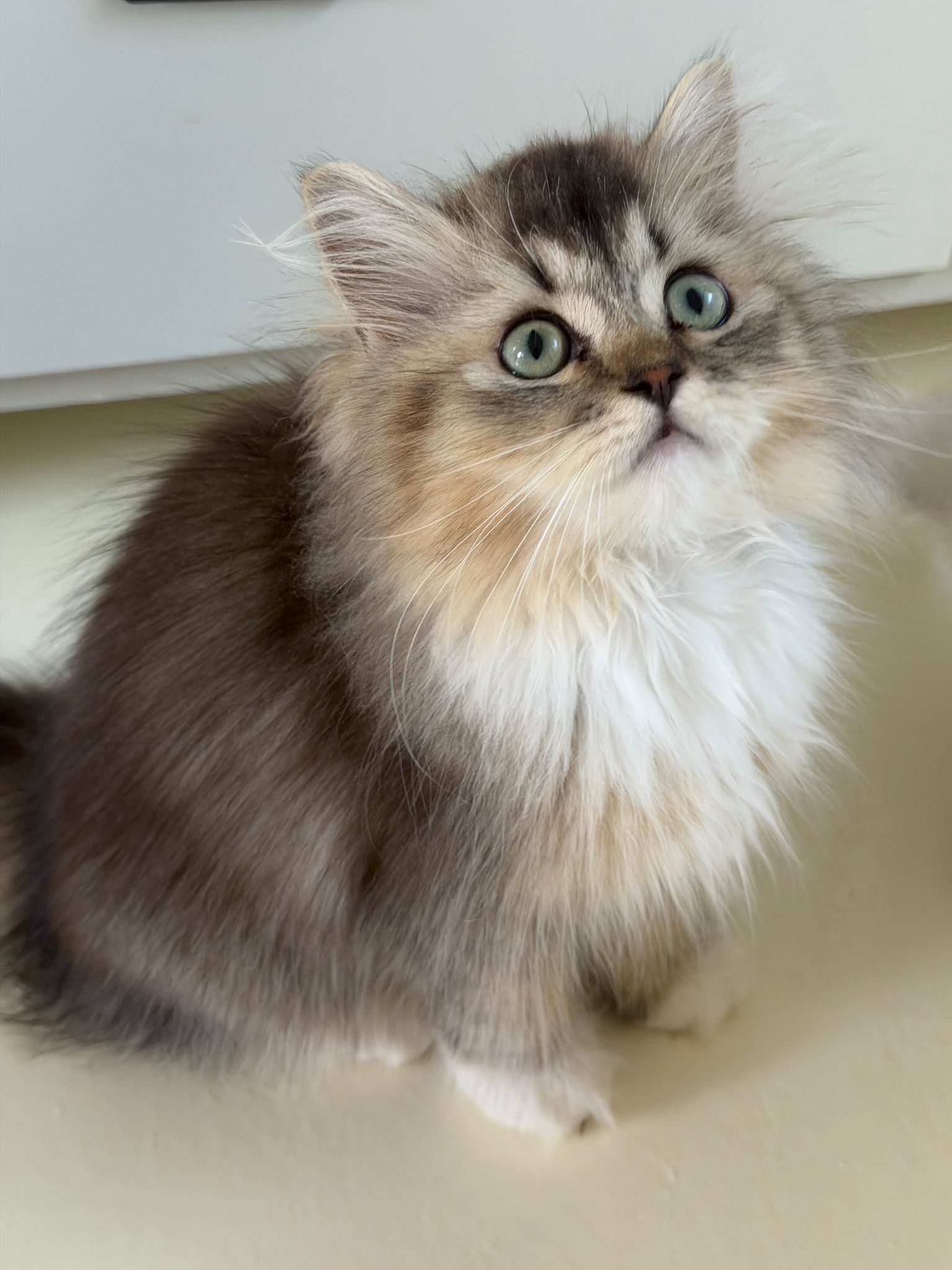 British longhair