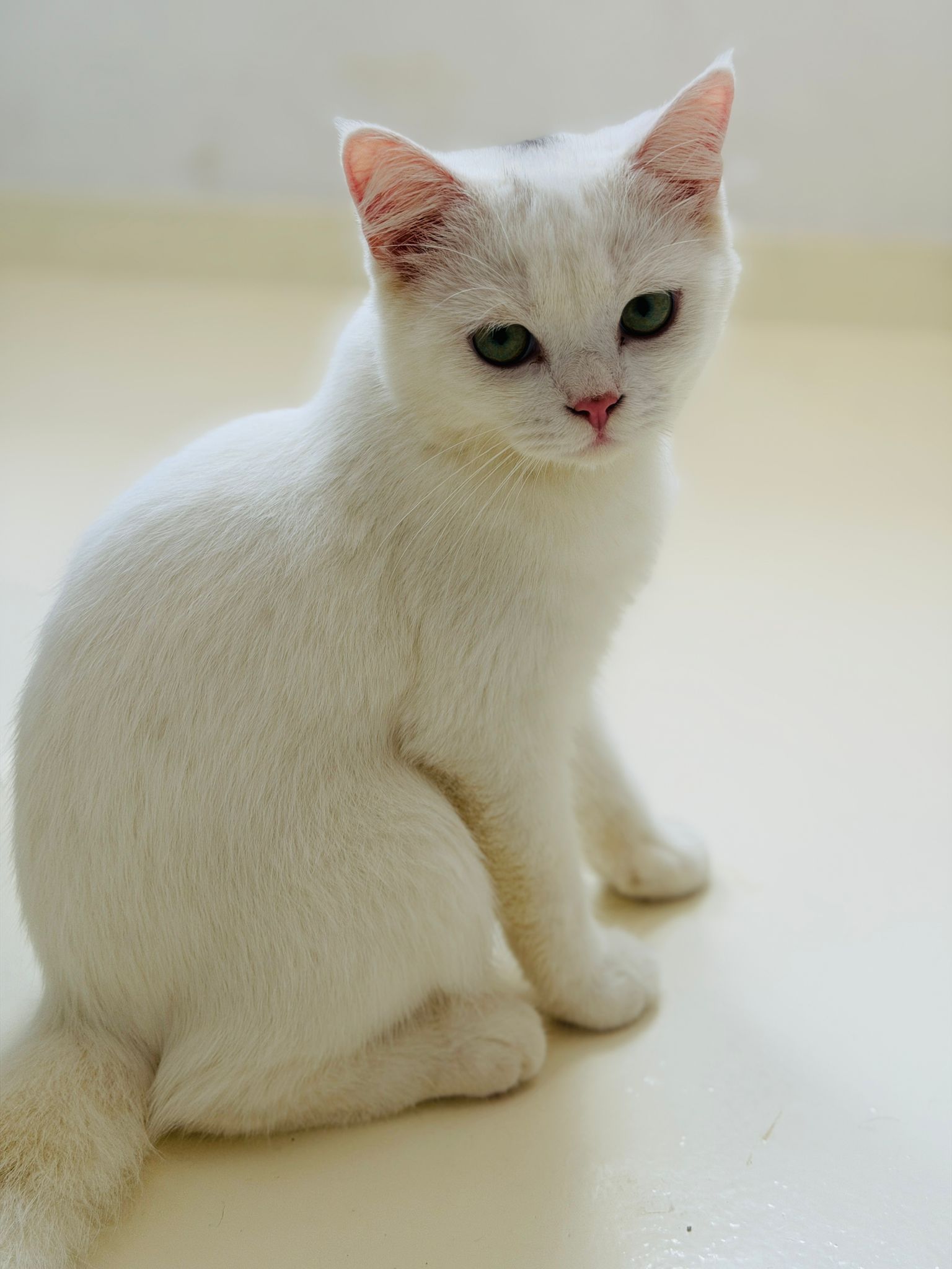 British shorthair