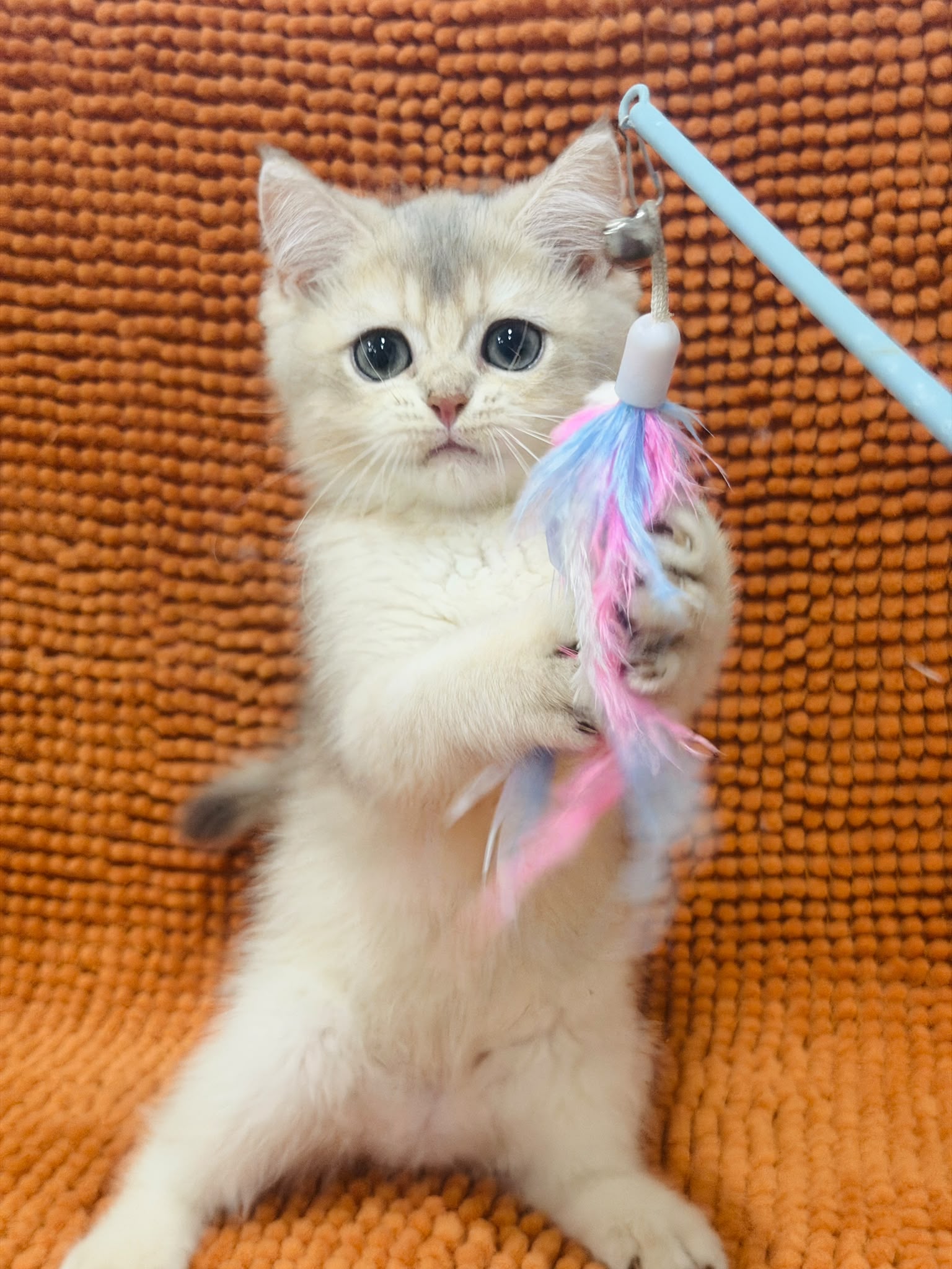 British Short Hair Kitten For Sales