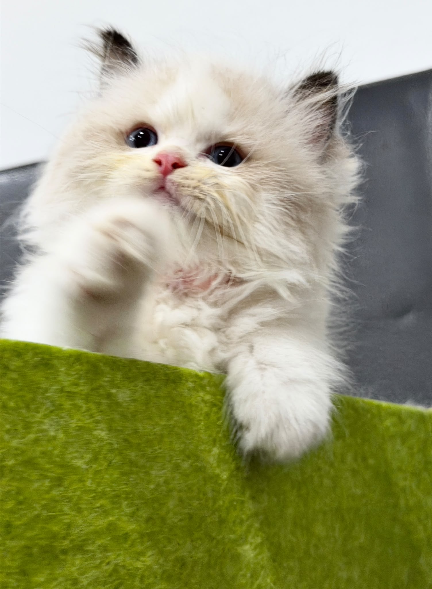 Ragdoll for sale meow meow wonder