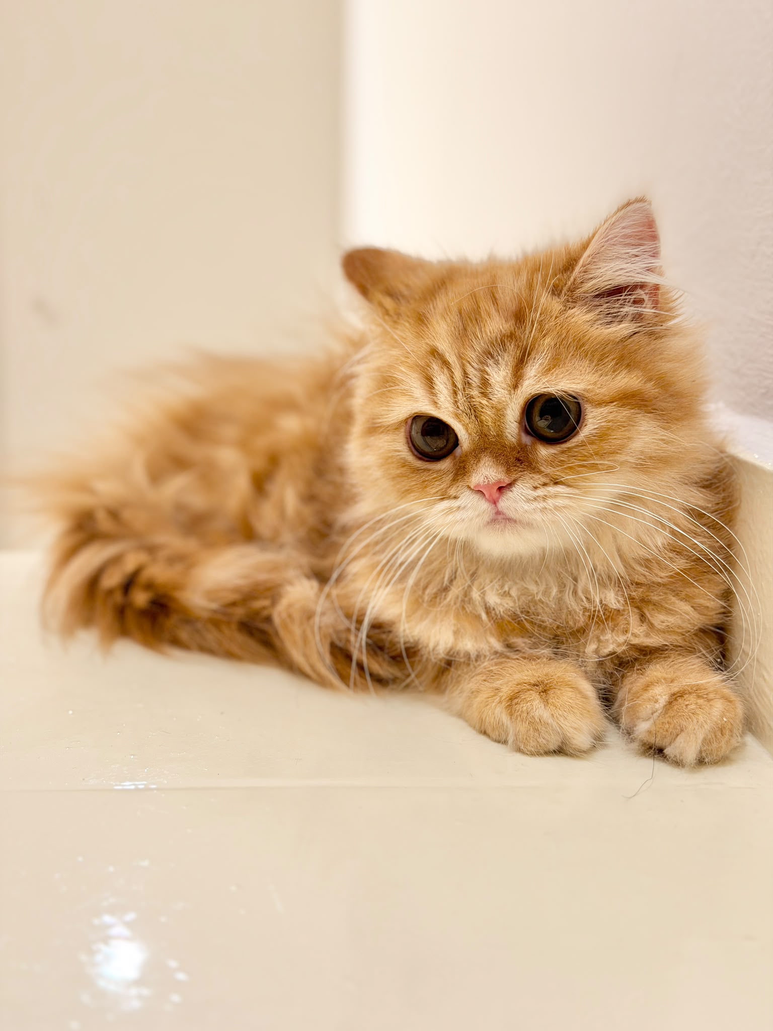 cute kitten for sale