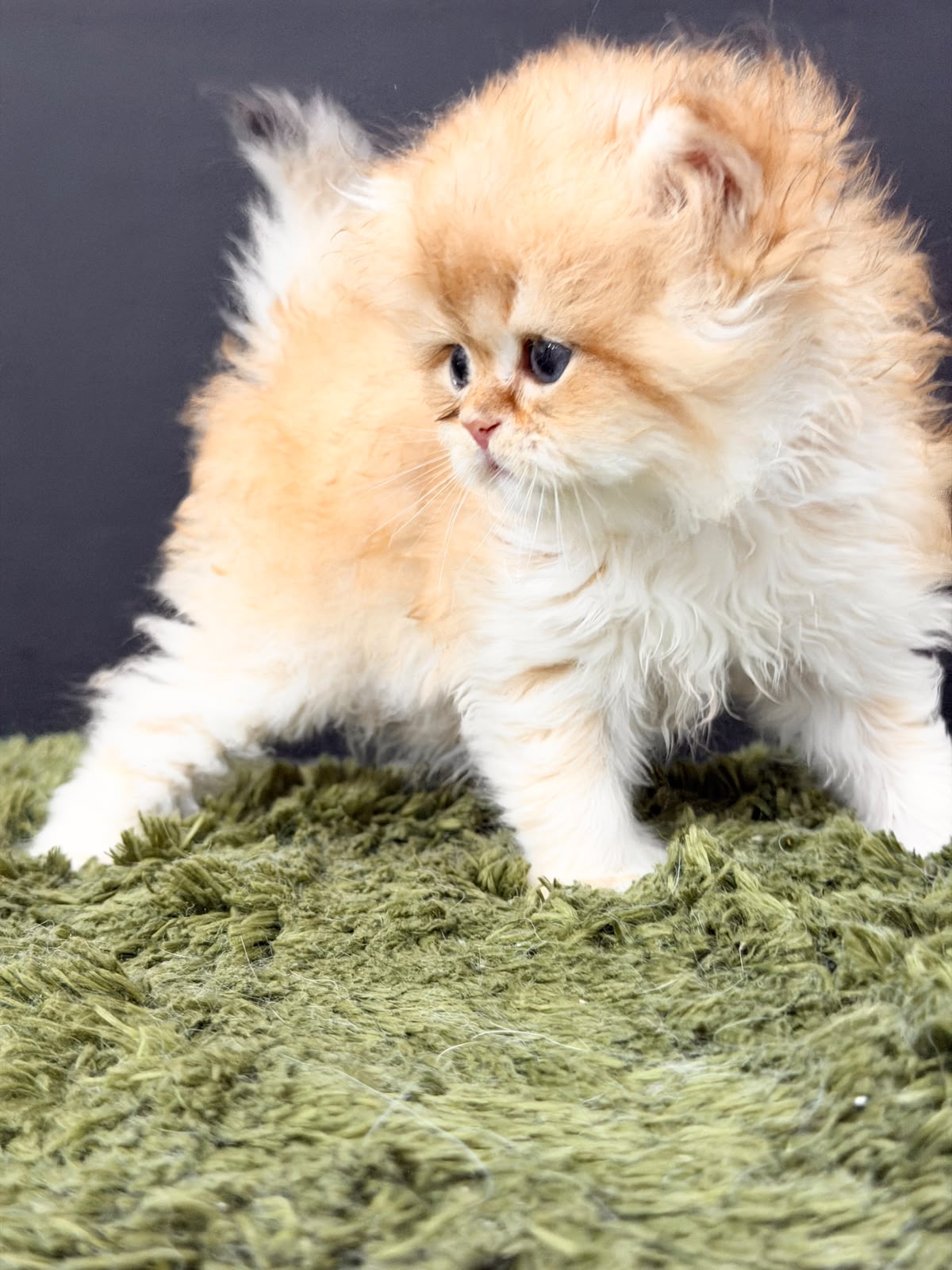 Kitten for sale