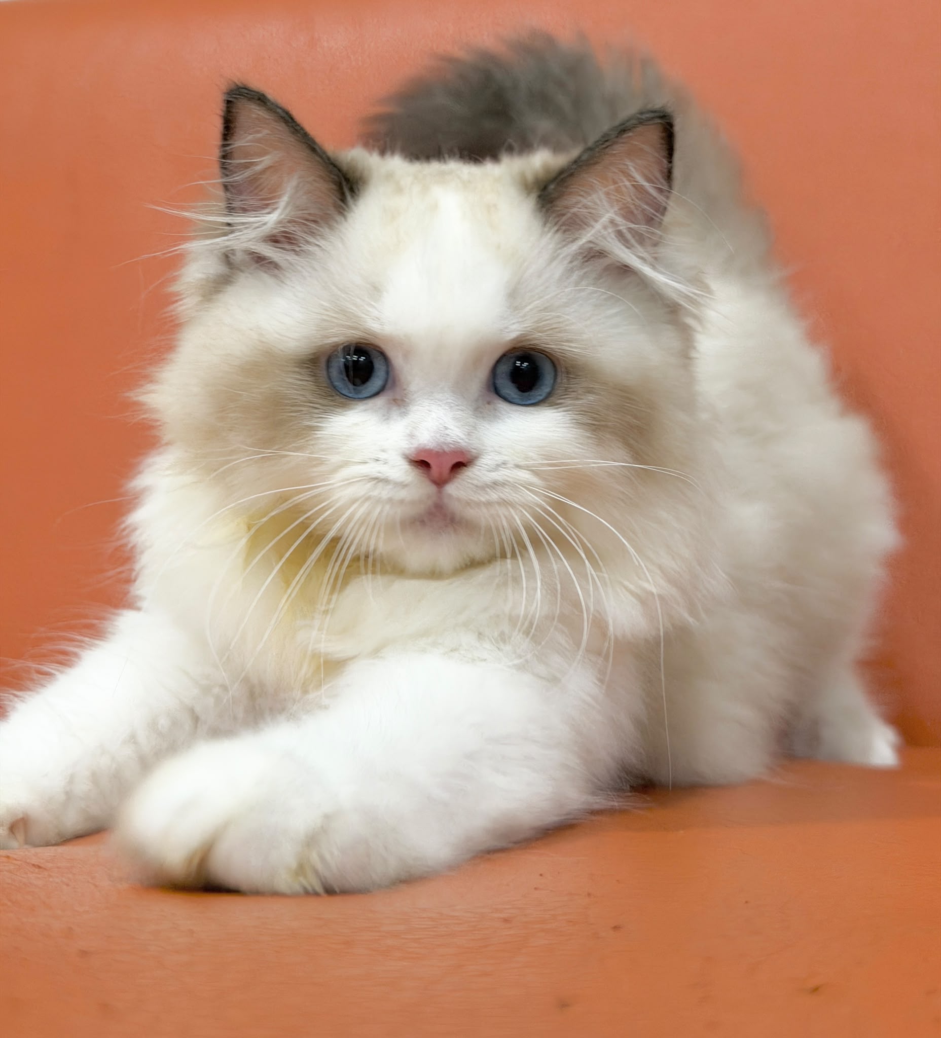 Ragdoll Kitten for sale